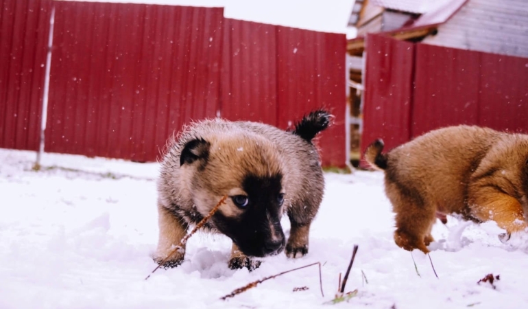 Hayvan hakları örgütlerinden AYM kararı açıklaması