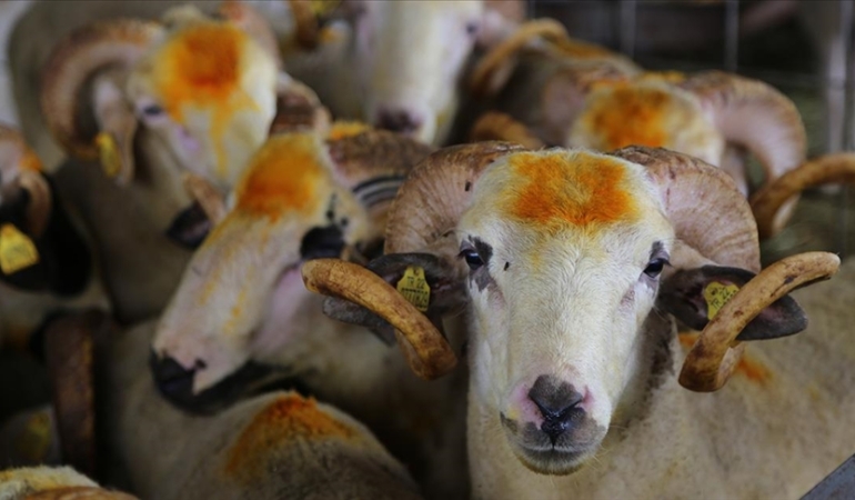 2025 Kurbanlık Fiyatları: İstanbul, Ankara, İzmir ve Diğer İllerde Küçükbaş ve Büyükbaş Fiyatları Ne Kadar?