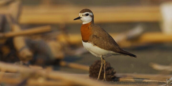 Milleyha Kuş Cenneti için koruma kararı