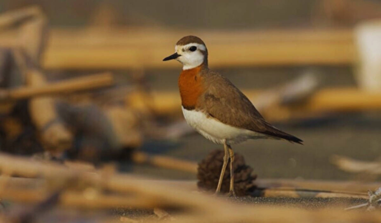 Milleyha Kuş Cenneti için koruma kararı