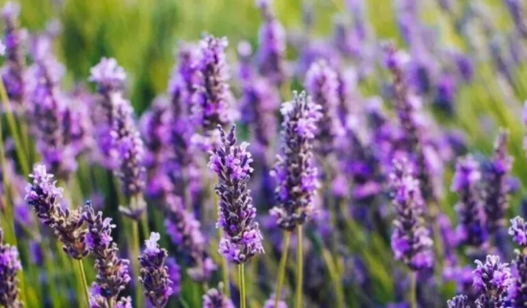 Karabaş otu ile sigara bırakma sürecini kolaylaştırın