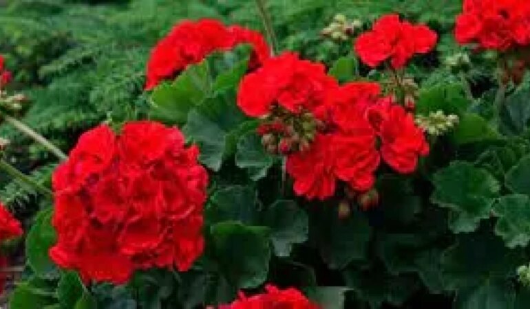 Sardunya Nasıl Çoğaltılır?