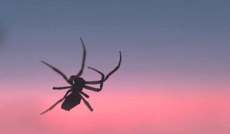 Rüyada Örümcek Görmek Ne Anlama Gelir?