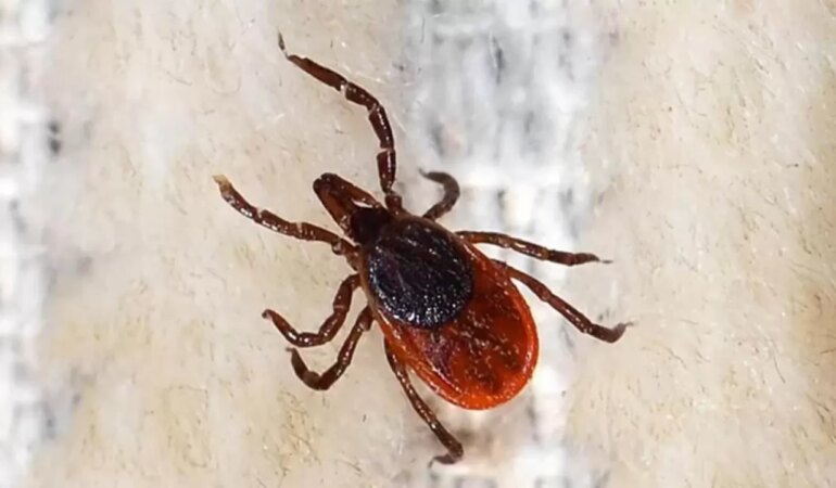 Keneyi tutarak vücuttan çıkartmak kusturur ve bulaşın artmasına neden olur