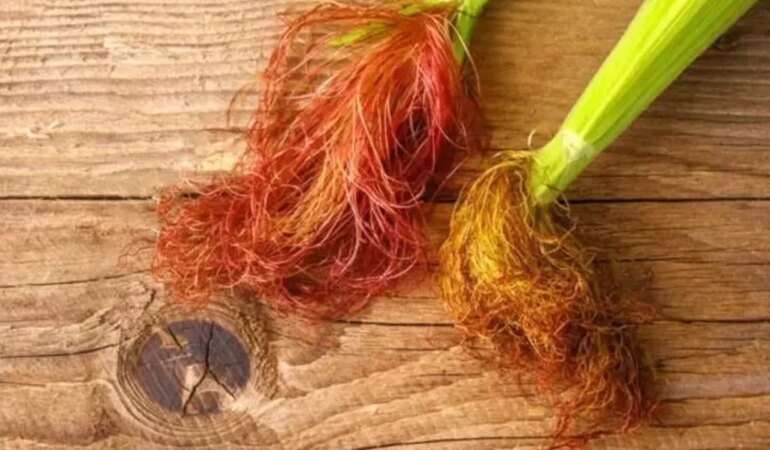 Mısır Püskülü Zayıflatır Mı?