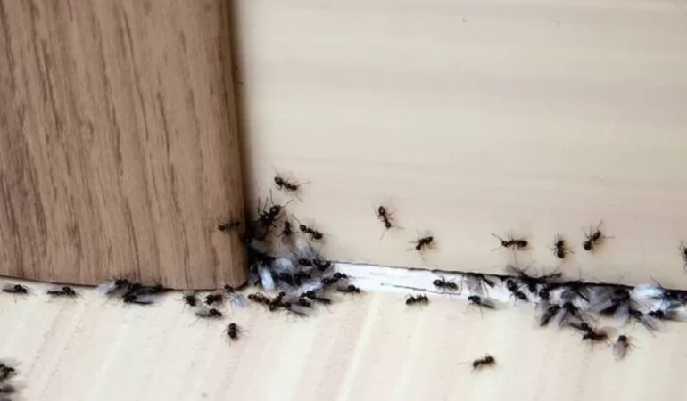 Evdeki karıncalara kesin çözüm nedir?