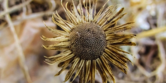 OECD: Son 120 yılda kuraklıktan etkilenen kara alanı iki katına çıktı