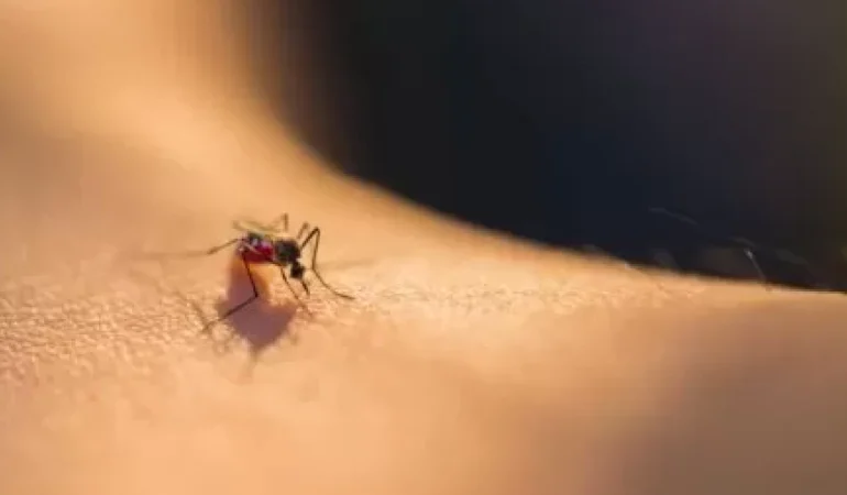 Sivrisineklerden doğal korunma yolları