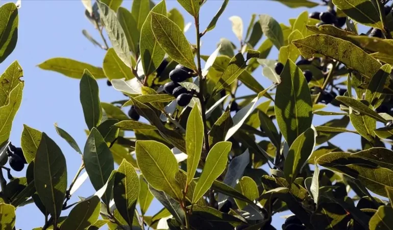 Şifa kaynağı defne yaprağı