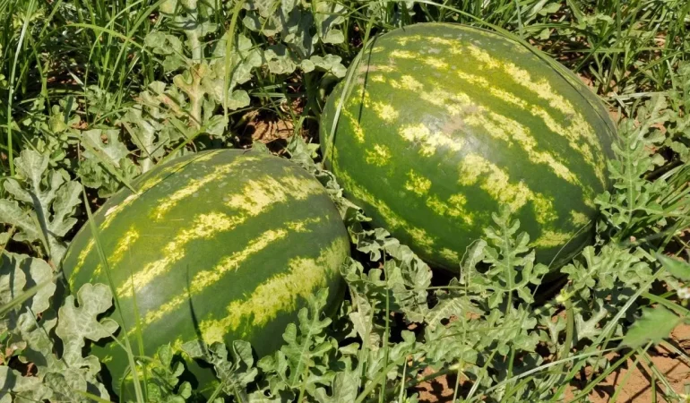 Karpuz ve kavunda gizli tehlike