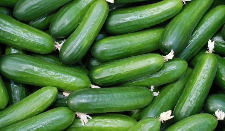 Salatalıkta Tazeliğin Sırrı