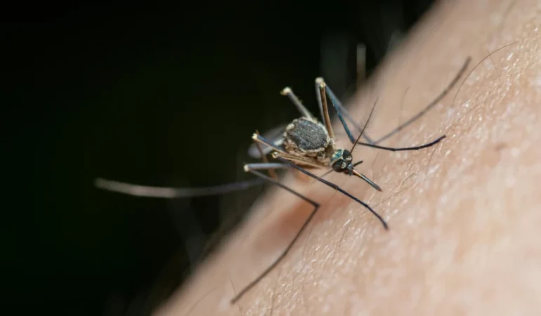 Sivrisinek kaşıntısına kesin çözüm