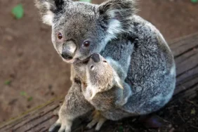 280-koala-ebeveynlik-nedir-sefkatin-ve-bag-kurmanin-yeni-adi.jpg