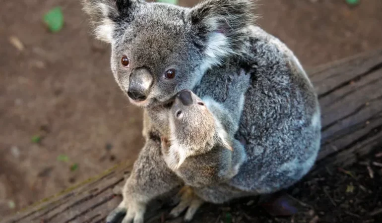 Koala Ebeveynlik nedir?