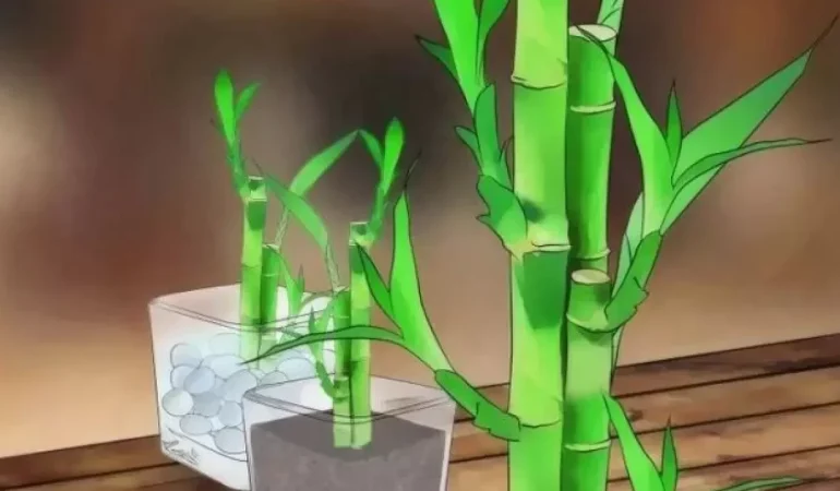 Şans Bambusu Nasıl Bakılır?