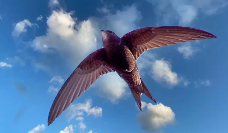 Rüyada Ebabil Kuşu Görmek