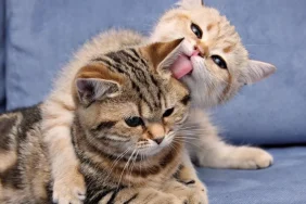 9756-kedi-sahiplenmek-icin-5-neden.jpg