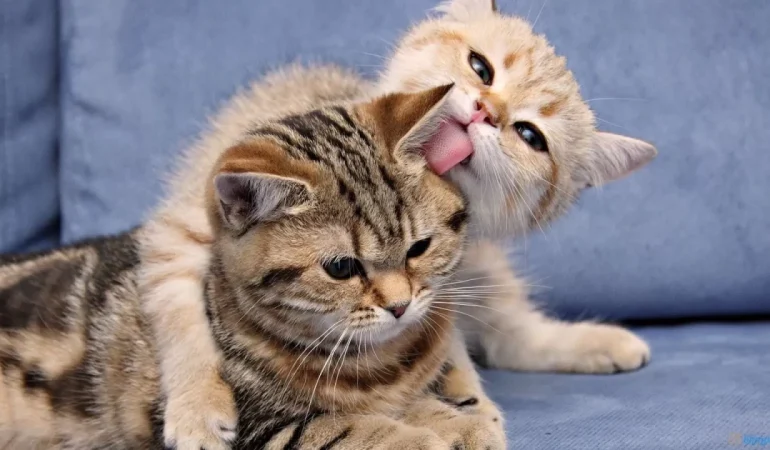 Kedi sahiplenmek için 5 neden