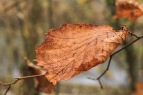 autumn-4677660_960_720