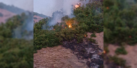 DEM Parti Milletvekili Kordu: Hozat’taki orman yangınına havadan müdahale şart