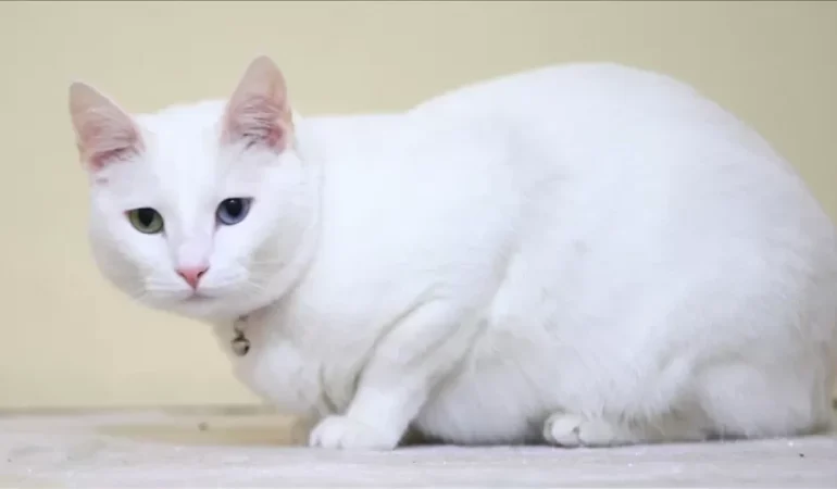 Kedilerde lavantanın toksik etkileri