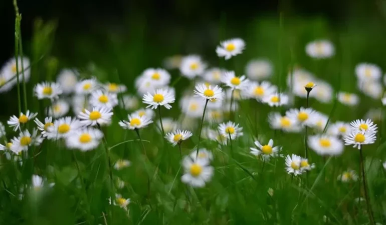 En popüler şifalı bitkiler ve faydaları nelerdir?