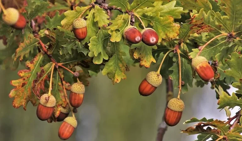 Meşe palamudunun faydaları