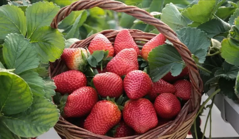 Çilek ve Ahududu nasıl uzun süre taze kalır?