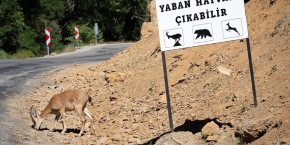 Dersim’de yaban hayvanları turizm yoğunluğu nedeniyle su kaynaklarına ulaşamıyor: Araç ve fotoğraf çekenler suya ulaşımı engelliyor