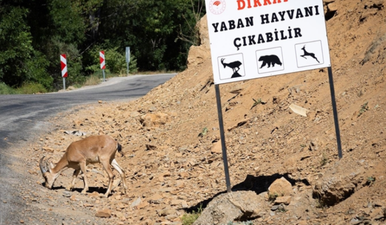 Dersim’de yaban hayvanları turizm yoğunluğu nedeniyle su kaynaklarına ulaşamıyor: Araç ve fotoğraf çekenler suya ulaşımı engelliyor