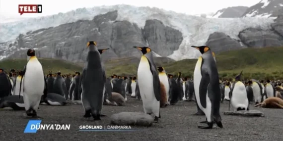 Yanardağ’ın gözaltı süresi uzatıldı: Kayyum YouTube kanalını sildi!