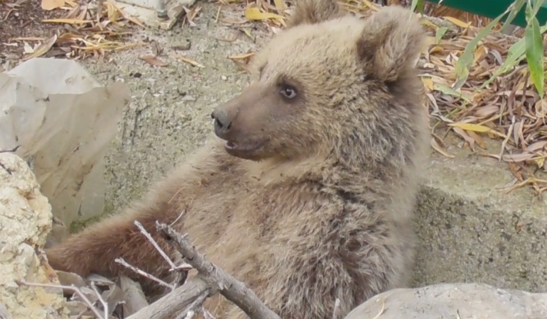 Dersim’de yaralı halde bulunan yavru ayı tedavi altına alındı