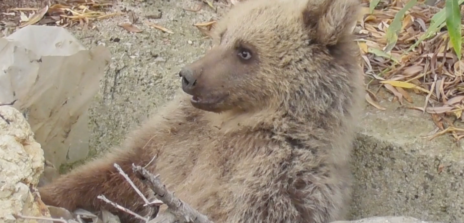 Ekran görüntüsü 2025-11-14 173504