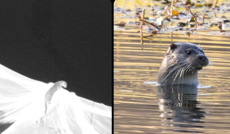 Elazığ’da nesli tehlike altındaki su samuru görüntülendi