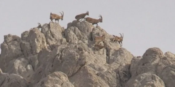 Şırnak’ta korucular 36 dağ keçisini öldürdü