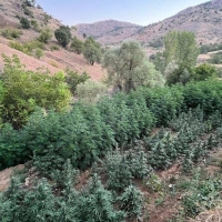 diyarbakir-uyusturucu-aa-2265417