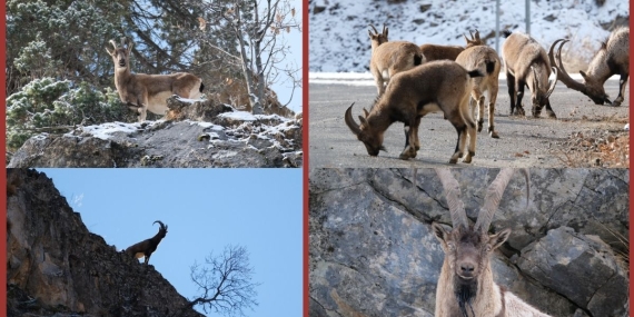 Munzur’un kutsalları