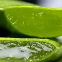 4iqB-aloe-vera-hangi-cilt-tipleri-icin-uygundur.jpg