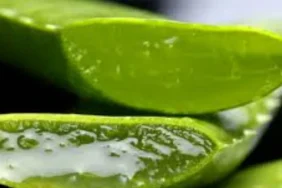 4iqB-aloe-vera-hangi-cilt-tipleri-icin-uygundur.jpg