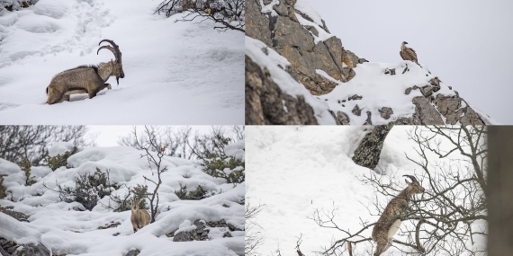 Dersim’de kar ve soğuk hava yaban hayvanlarının yiyecek bulmasını zorlaştırıyor