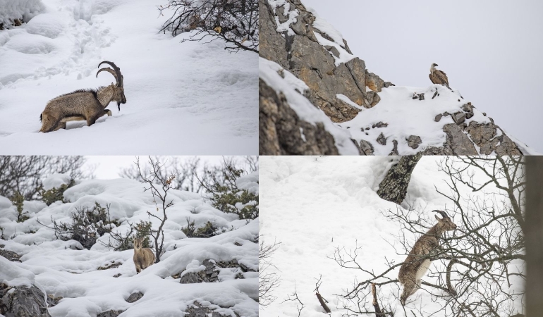 Dersim’de kar ve soğuk hava yaban hayvanlarının yiyecek bulmasını zorlaştırıyor