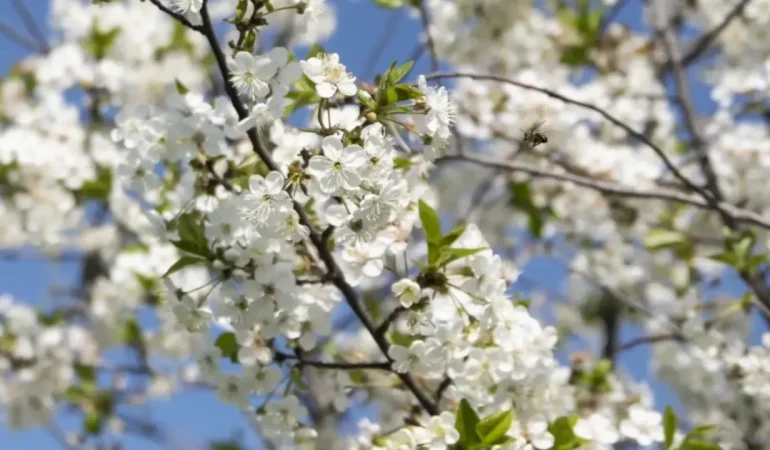 2026 Cemre Ne Zaman Düşecek?