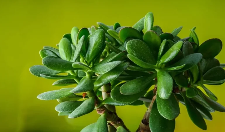 Bolluk ve Bereket Getiren Çiçekler