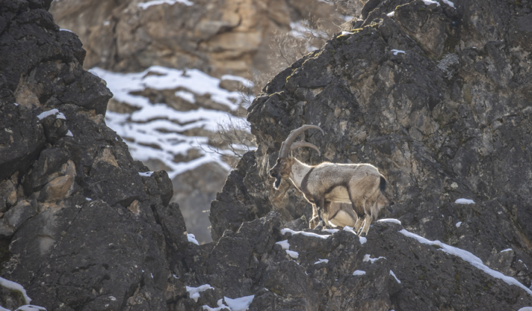 Yaban keçileri Munzur Vadisi’nde yiyecek ararken görüntülendi