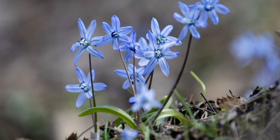 İksor Vadisi’nde bir haftalık ömre sahip mavi kardelenler açtı