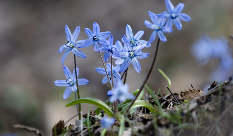 İksor Vadisi’nde bir haftalık ömre sahip mavi kardelenler açtı