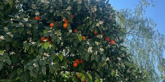 Yasak Dilin Çocukları: Bir Portakalın Hatırlattıkları