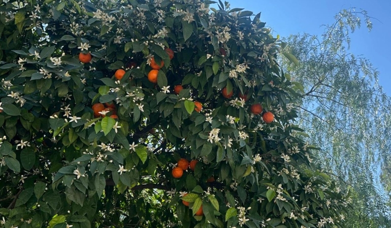 Yasak Dilin Çocukları: Bir Portakalın Hatırlattıkları
