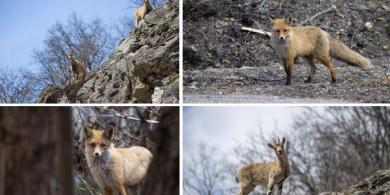 Munzur Vadisi Milli Parkı’nda yaban keçileri ve tilkiler görüntülendi