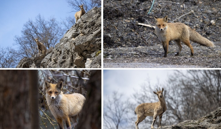 Munzur Vadisi Milli Parkı’nda yaban keçileri ve tilkiler görüntülendi